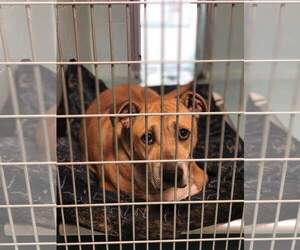 Medium Photo #1 American Pit Bull Terrier-Unknown Mix Puppy For Sale in Fredericksburg, VA, USA