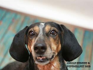 Bluetick Coonhound Dogs for adoption in Nashville, TN, USA