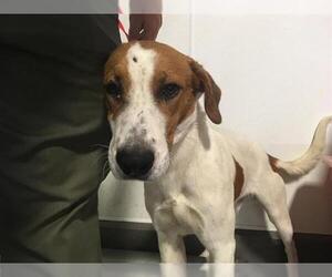 American Foxhound Dogs for adoption in Bakersfield, CA, USA