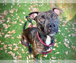 American Pit Bull Terrier Dogs for adoption in Orlando, FL, USA