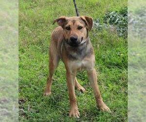 Shepradors Dogs for adoption in Bandera, TX, USA