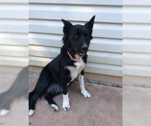 Border Collie Dogs for adoption in San Antonio, TX, USA