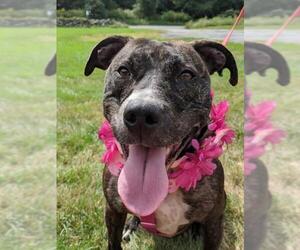 American Pit Bull Terrier Dogs for adoption in Williston, VT, USA