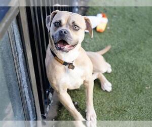Boxer-Staffordshire Bull Terrier Mix Dogs for adoption in Placerville, CA, USA