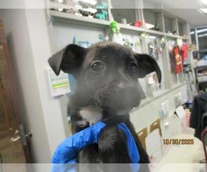 American Pit Bull Terrier-Unknown Mix Dogs for adoption in Oklahoma City, OK, USA