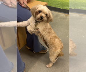 Shih Tzu-Unknown Mix Dogs for adoption in Decatur, GA, USA