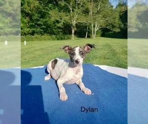 Rat Terrier Dogs for adoption in Newport, KY, USA