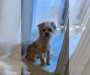 Cairn Terrier-Unknown Mix Dogs for adoption in San Martin, CA, USA