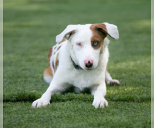 Australian Shepherd Dogs for adoption in Salinas, CA, USA