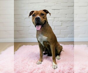 Mutt Dogs for adoption in Pasadena, CA, USA