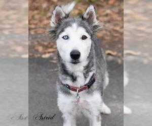 Siberian Husky Dogs for adoption in Montgomery, TX, USA