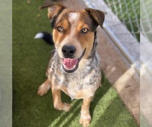 Red Heeler-Unknown Mix Dogs for adoption in Rowlett, TX, USA
