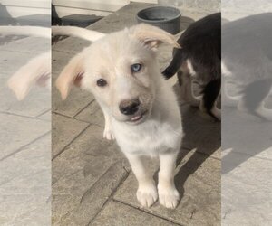 Huskies -Unknown Mix Dogs for adoption in Fenton, MO, USA