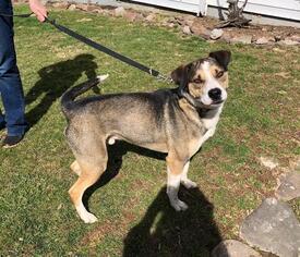 Mutt Dogs for adoption in Union, WV, USA