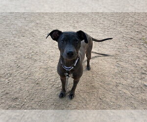 Unknown-Whippet Mix Dogs for adoption in Ocala, FL, USA