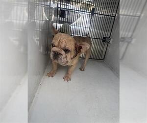 French Bulldog Dogs for adoption in Houston, TX, USA