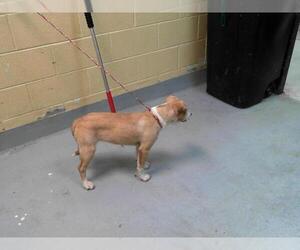 American Pit Bull Terrier-Unknown Mix Dogs for adoption in Tulsa, OK, USA