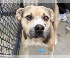 Mutt Dogs for adoption in Tulsa, OK, USA