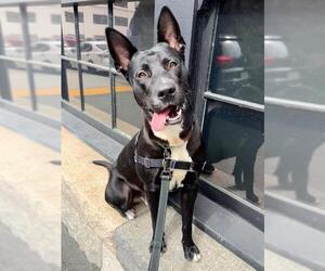 German Shepherd Dog-Unknown Mix Dogs for adoption in San Francisco, CA, USA