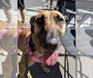 Black Mouth Cur-Unknown Mix Dogs for adoption in Canutillo, TX, USA