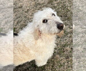 Labrador Retriever Dogs for adoption in Harrison, AR, USA