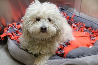 Bichon Frise Dogs for adoption in Denver, CO, USA