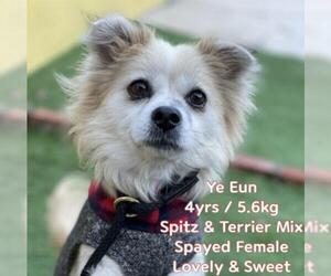 Spaniel-Tibetan Spaniel Mix Dogs for adoption in Agoura Hills, CA, USA