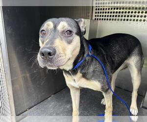 American Staffordshire Terrier-German Shepherd Dog Mix Dogs for adoption in Grand Prairie, TX, USA