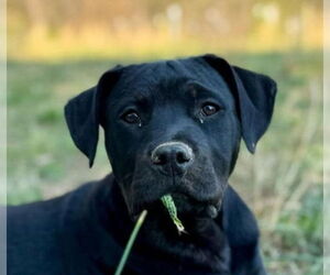 Retriever -Unknown Mix Dogs for adoption in Canton, CT, USA