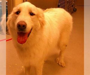 Great Pyrenees Dogs for adoption in Sanford, FL, USA