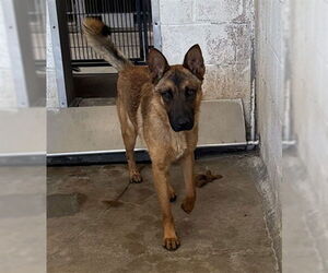 Mutt Dogs for adoption in San Bernardino, CA, USA