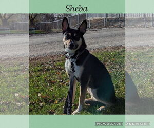 Mutt Dogs for adoption in Kewanee, IL, USA