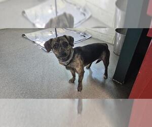Chihuahua Dogs for adoption in Pasadena, CA, USA