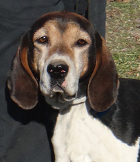 Small Treeing Walker Coonhound