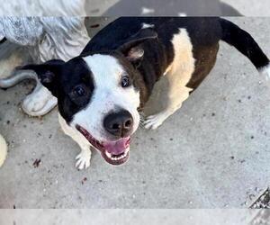 Mutt Dogs for adoption in Petaluma, CA, USA