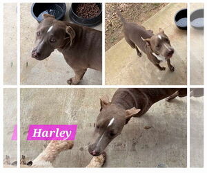 American Pit Bull Terrier-Unknown Mix Dogs for adoption in Farmerville, LA, USA