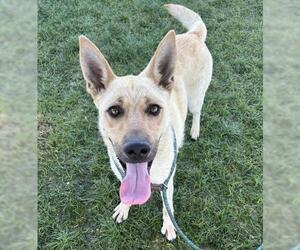 German Shepherd Dog Dogs for adoption in Bakersfield, CA, USA