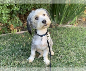 Dandie Dinmont Terrier-Unknown Mix Dogs for adoption in Santa Clara, CA, USA
