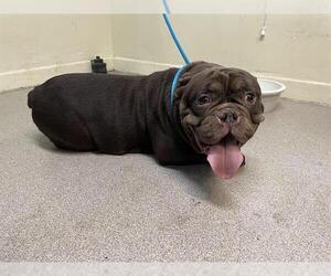 Bulldog Dogs for adoption in Pasadena, CA, USA
