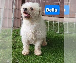 Maltipoo Dogs for adoption in Pipe Creek, TX, USA