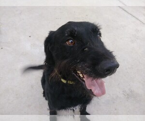 Field Spaniel-Unknown Mix Dogs for adoption in Roanoke, TX, USA