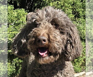 Poodle (Standard) Dogs for adoption in Albuquerque, NM, USA