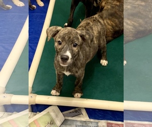 Labrador Retriever Dogs for adoption in Hewitt, NJ, USA