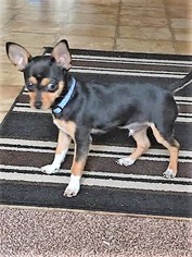 Chihuahua Dogs for adoption in Roxboro, NC, USA