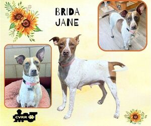 Pointer-Unknown Mix Dogs for adoption in Lindsay, CA, USA
