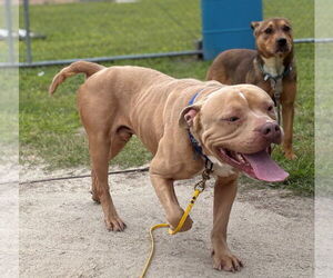American Pit Bull Terrier-Unknown Mix Dogs for adoption in Virginia Beach, VA, USA