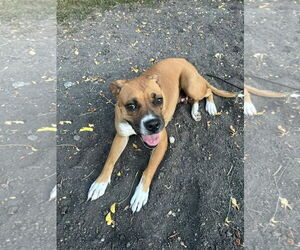 Boxer Dogs for adoption in Dumont, NJ, USA