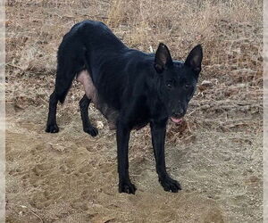 German Shepherd Dog Dogs for adoption in Riverside, CA, USA