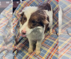 Small Australian Shepherd Mix