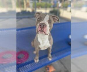 American Pit Bull Terrier Dogs for adoption in Chula Vista, CA, USA